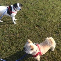 Rosie, Darcy Rosie, Darcy