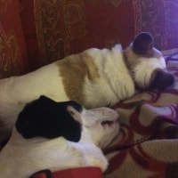 Poppy, Darcy Poppy, Darcy