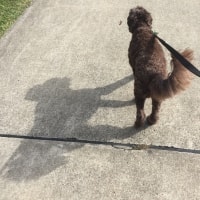 Coco Coco