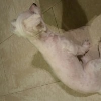 Fluffy Fluffy
