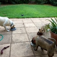 Baxter, Poppy Baxter, Poppy