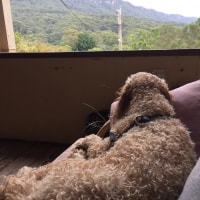 Archie Archie