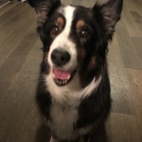 Toby Toby
