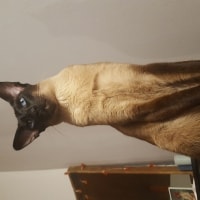 Whiskers Whiskers
