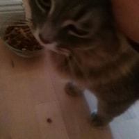 Mishu Mishu