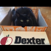 Dexter Dexter