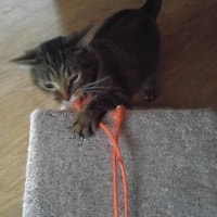 Foster Foster