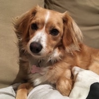 Sadie Sadie