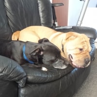 Pet Friendly Dog Walking Sheffield Pet Friendly Dog Walking Sheffield