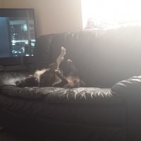 Friendly Pet Sitter - dog sitting cat sitting Sheffield Friendly Pet Sitter - dog sitting cat sitting Sheffield