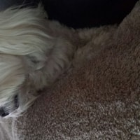 Fluffy Fluffy