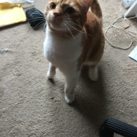 Diva Diva