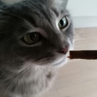 Mishu Mishu