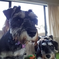 Luna, Teddy Luna, Teddy