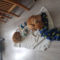 Alvin, Bowser Alvin, Bowser