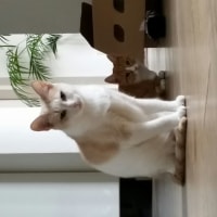 Noa Noa