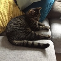Simba Simba