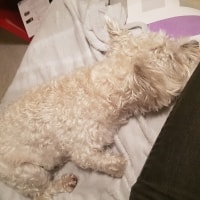 Narla Narla