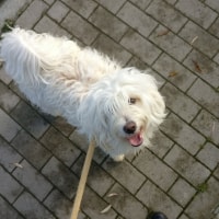 Max Max