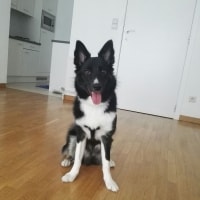 Stormur Stormur