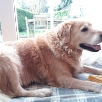 Toby Toby