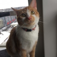 Cat Cat