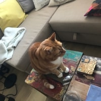 Poffertje Poffertje