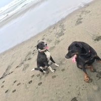 Ruby, Big Dog Ruby, Big Dog