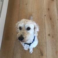 Archie Archie