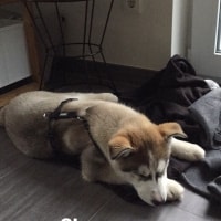 Polo Polo