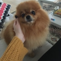 Doora Doora