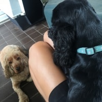 Holly, Henry Holly, Henry