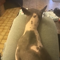 Mango Mango