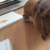 Chewie Chewie